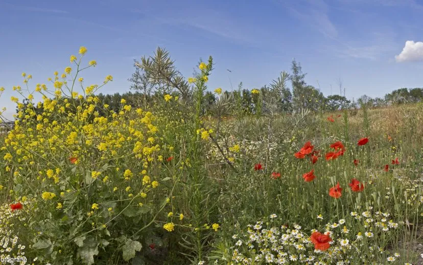 aagtenpark panorama8 915x518 1