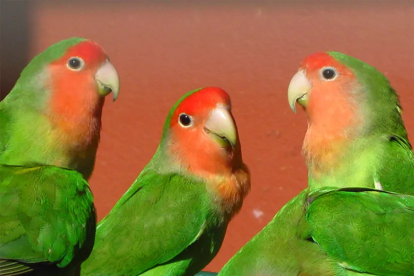 agapornis roseicollis marwell zoo 8a 1