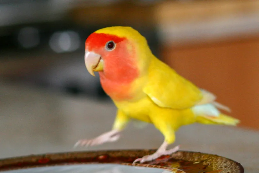 agapornis roseicollis peach faced lovebird and yellow mutant kopieren