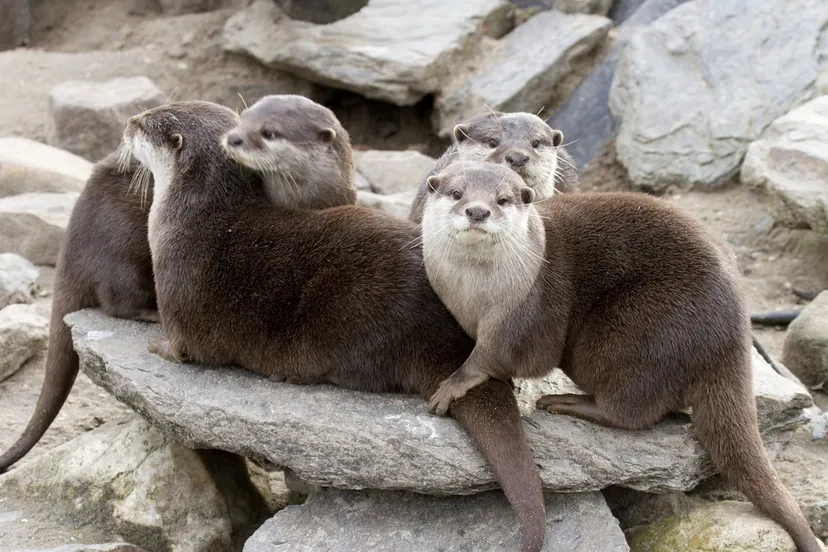 banner otter