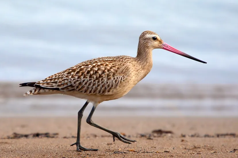 bar tailed godwit 944883 960 720