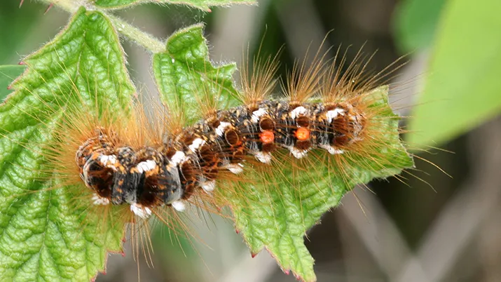 bastaardsatijnrups wiki