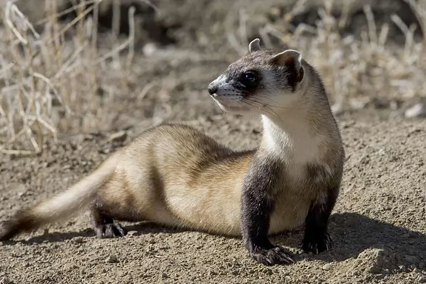 black footed ferret picture 122957 kopieren picryl