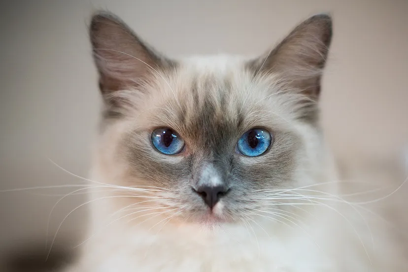 blue eyes cat 2602085 1920 pixabay