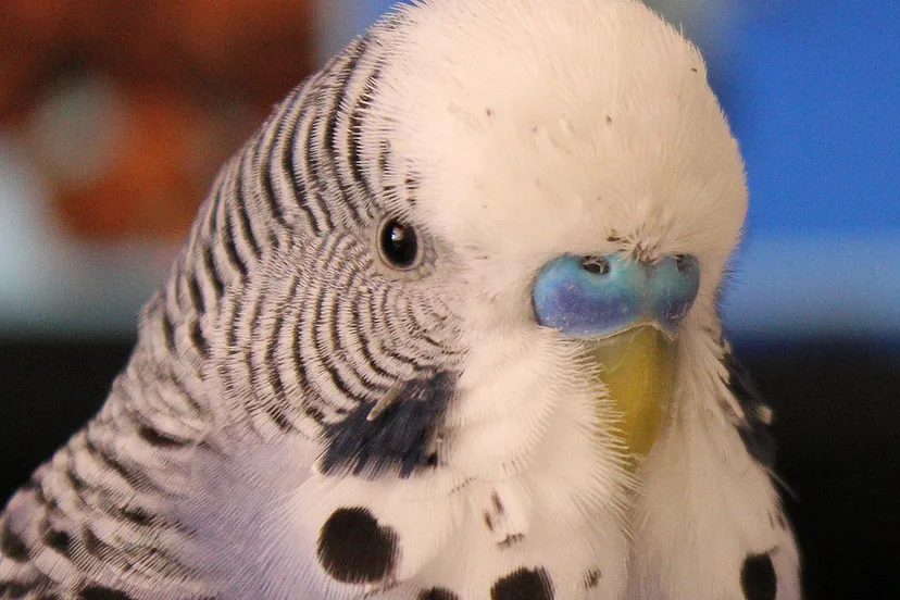 budgie 4046399 1920