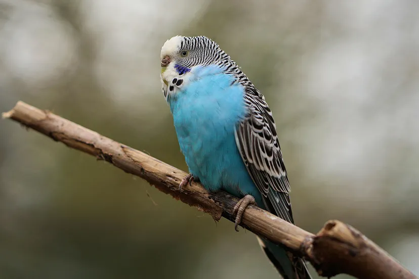 budgie 4899521 1920