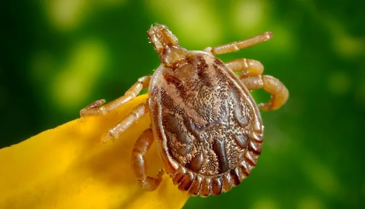 cayenne tick 542169 1 teek banner