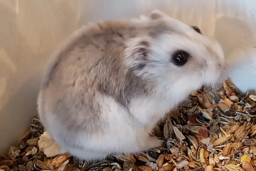 cdnnieuwsnl23262 wim b203e34dd6b620ec47f940f975d346c74cb93f55