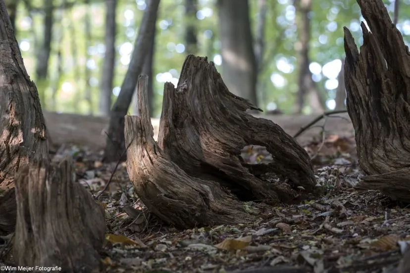 cdnnieuwsnl5i5a5953 1024x683 855ab45b02f9635e93464e8eab54f3c3469e6e41