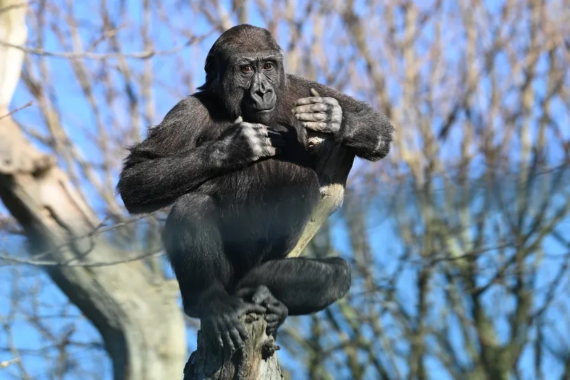 chimpanzee 4010327 1920