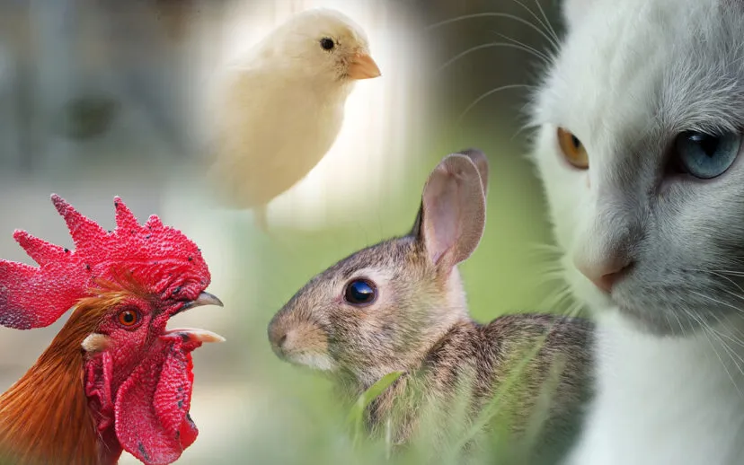 combi dieren 915x518 1