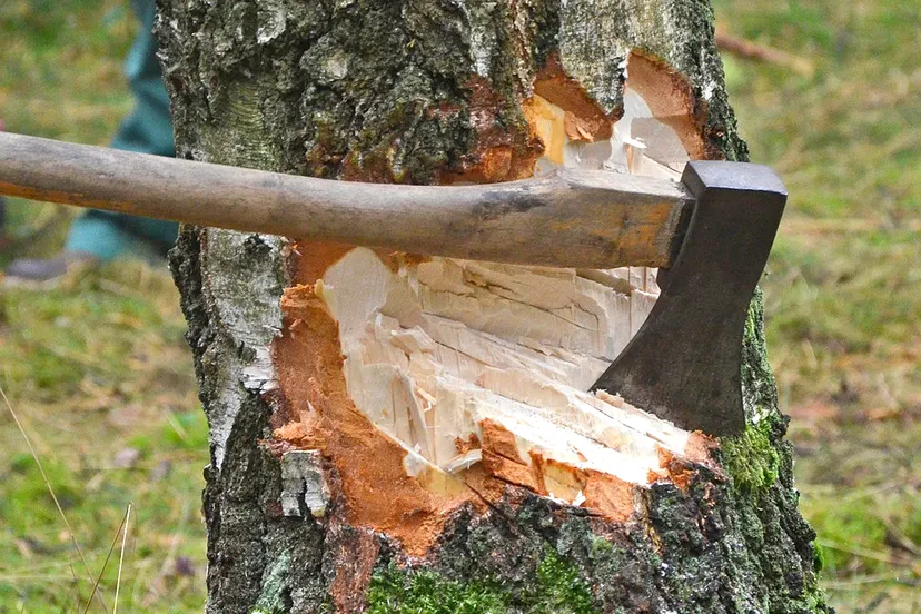 cut tree 1716671 1280