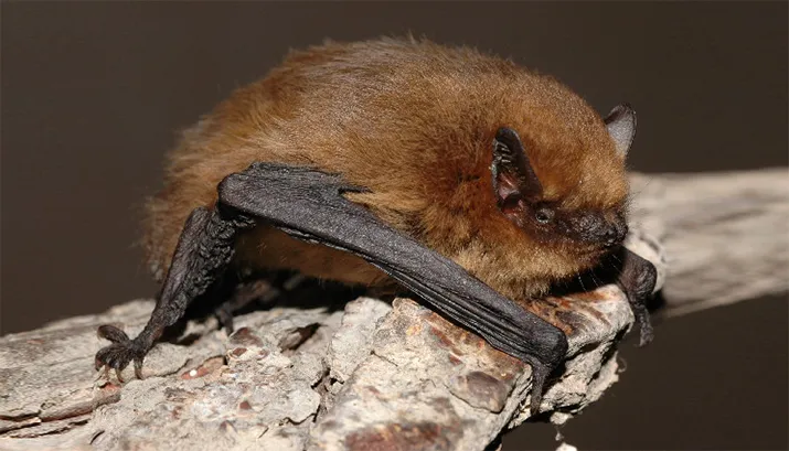 dwergvleermuis wiki