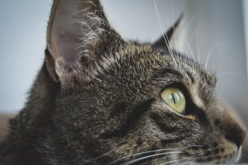 erica nilsson am9ztouss68 unsplash