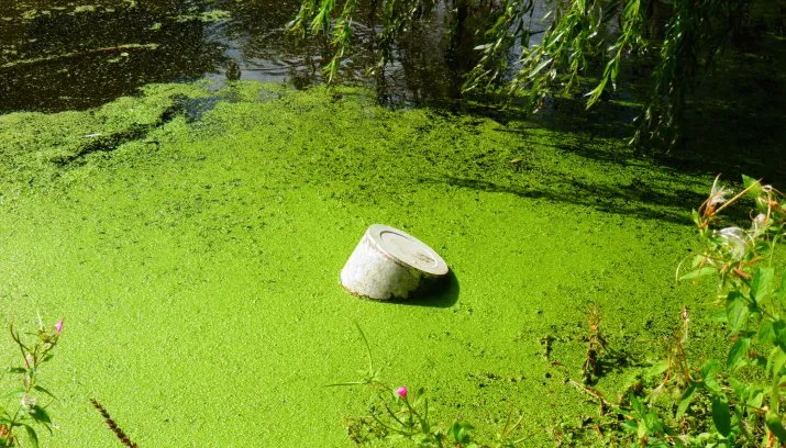 fdlfv2a86yp0bzm5z8k6n86fz p8244621 715x408