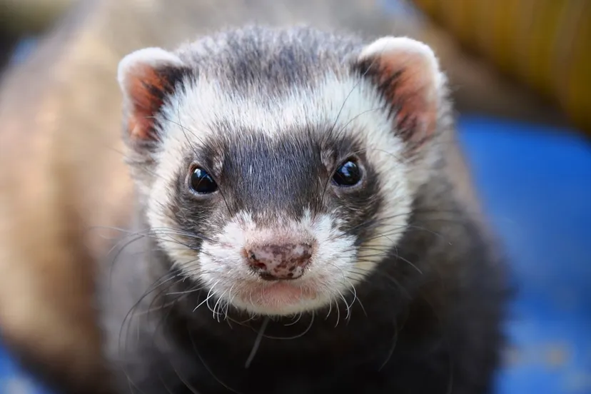 ferret 361577 960 720