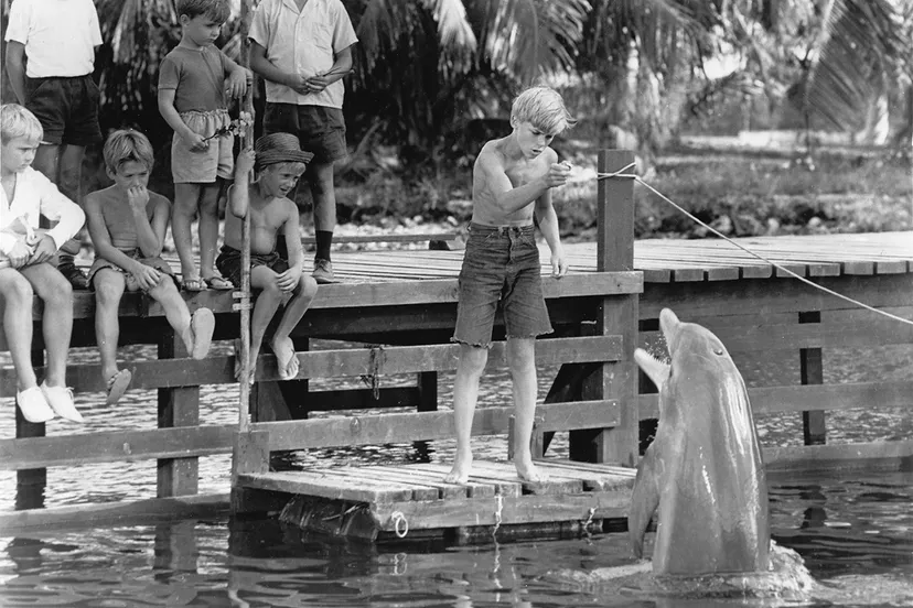 flipper luke halpin 1963 no 2 wiki