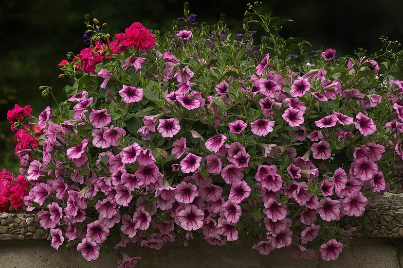 flowers 3481120 1920