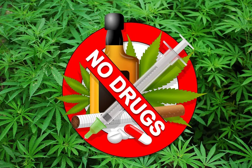 foliage 1157792 1920 drugs pixabay