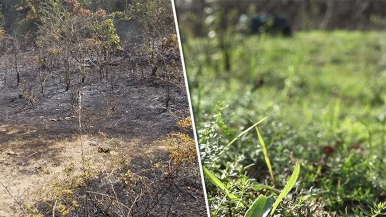 foto nh nieuws dennis mantz