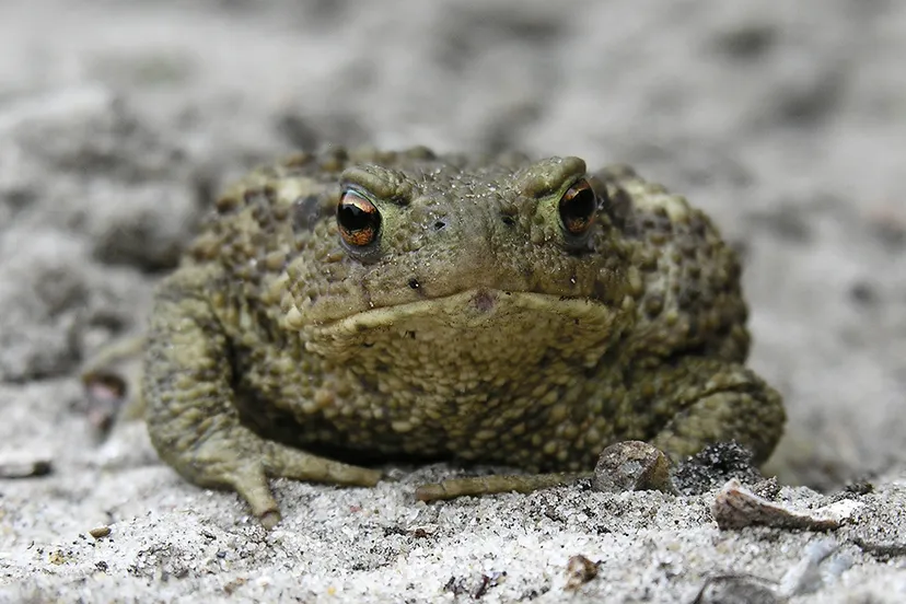 gewone pad foto jan zijp