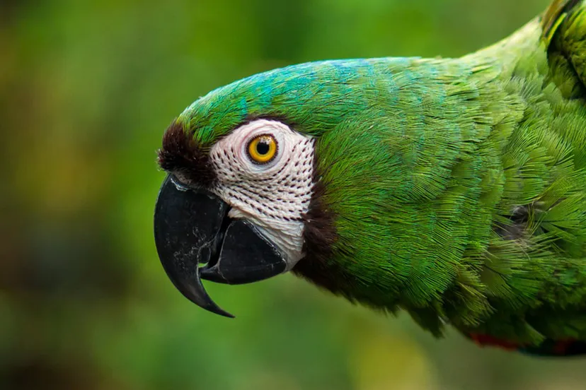 guacamaya 4132823 1920