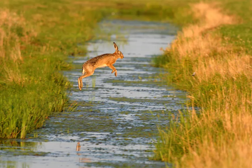 haas door jkerkhof fw