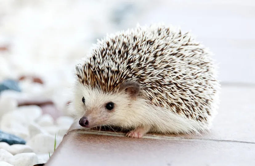 hedgehog 468228 960 720