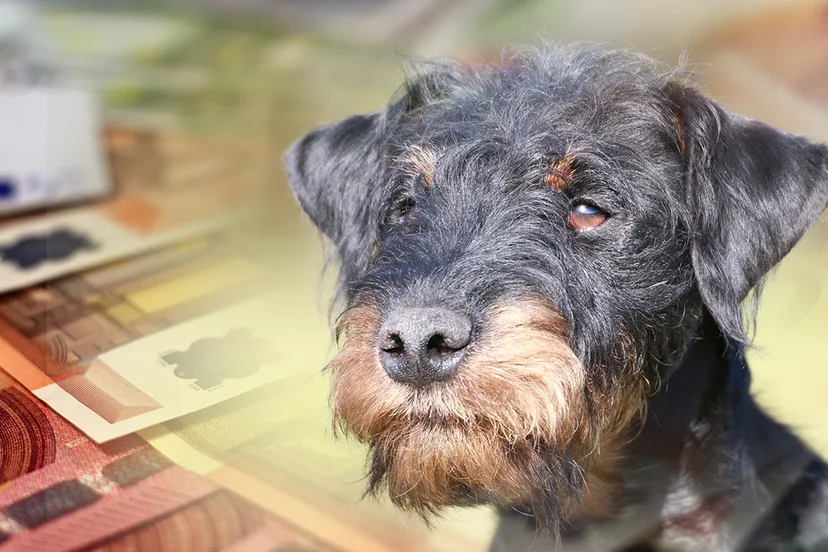 hondenbelasting pixa