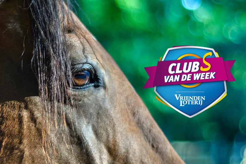 horse 3555381 1920 pixabay