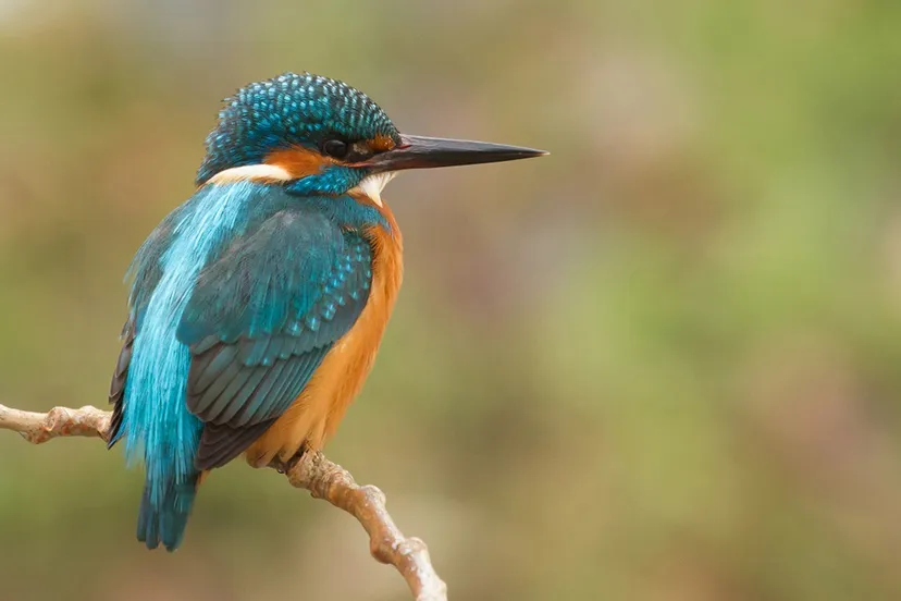 ijsvogel2 joke huijser spekken kl
