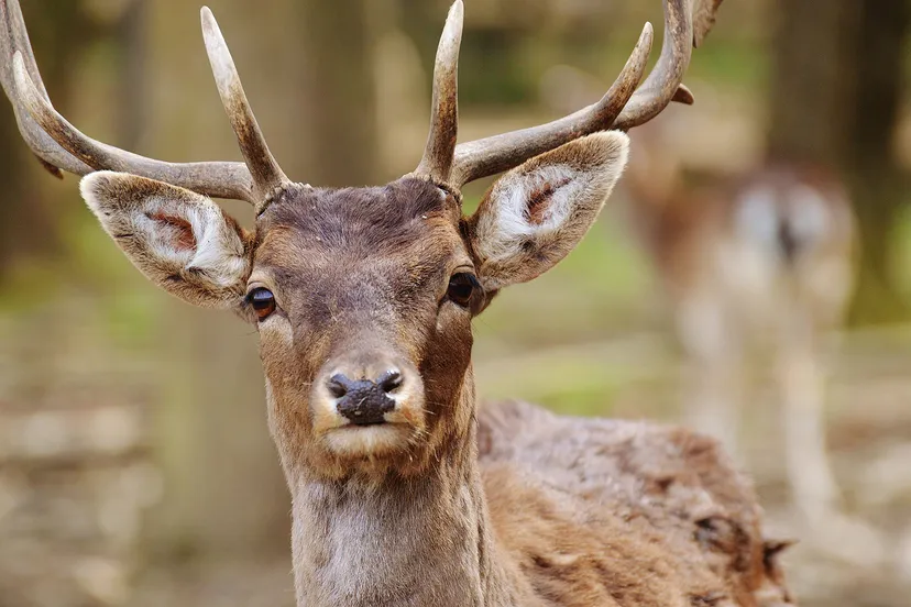 kom vondsten uit de natuur bekijken op kinderboerderij dierendorp