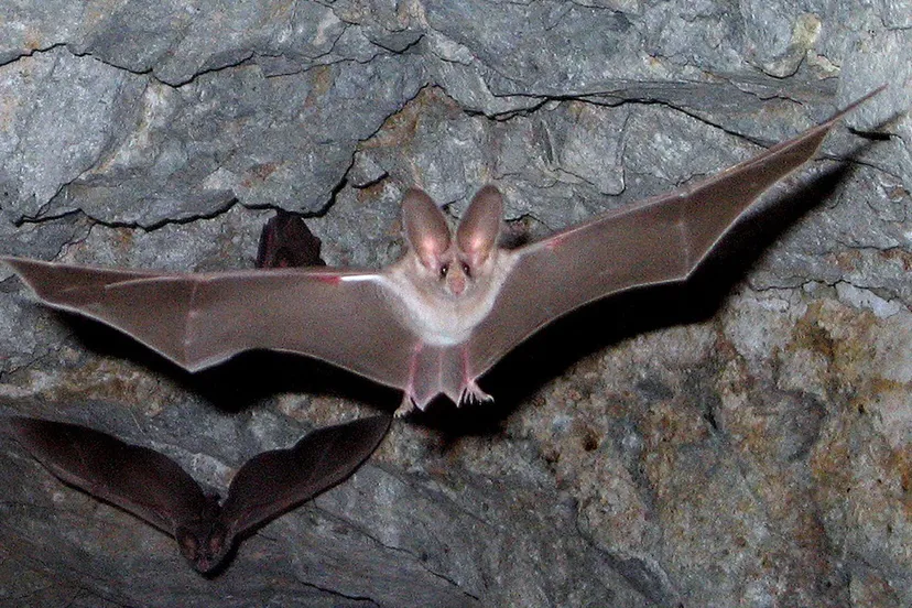leaf nosed bats 1575051