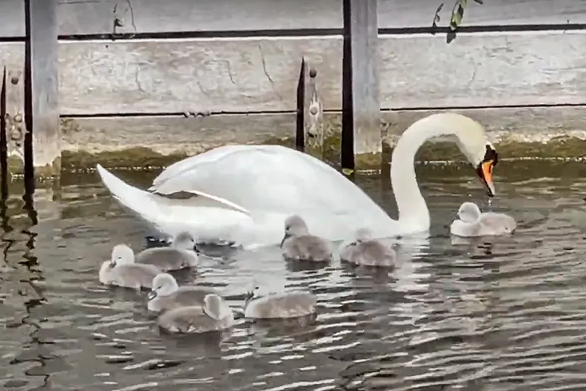 lente omroep heemskerk