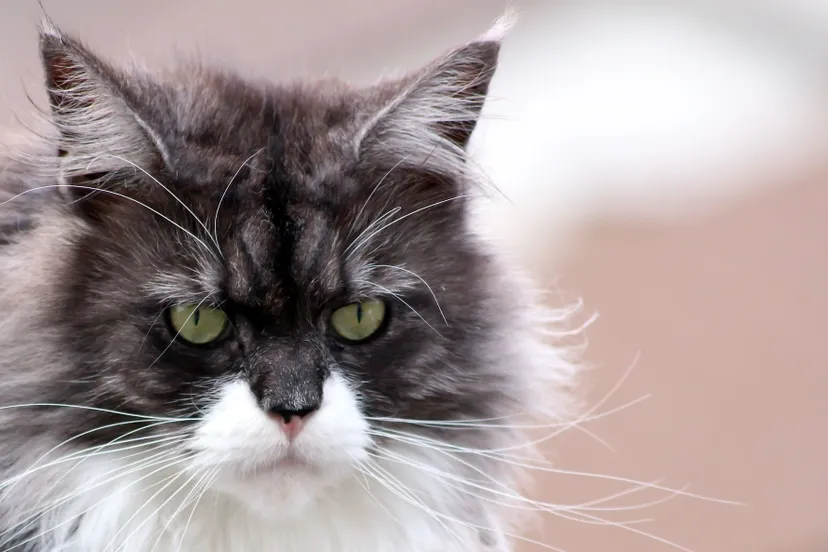 maine coon 216394 1920