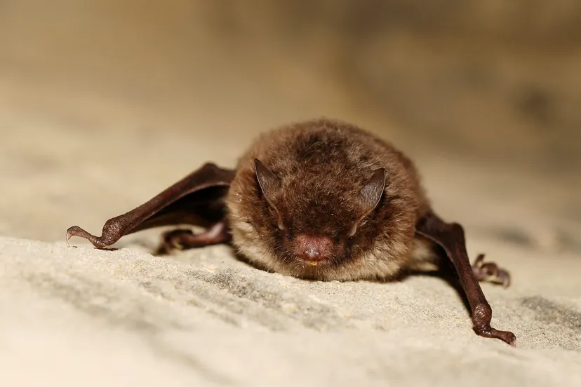 myotis daubentoni01