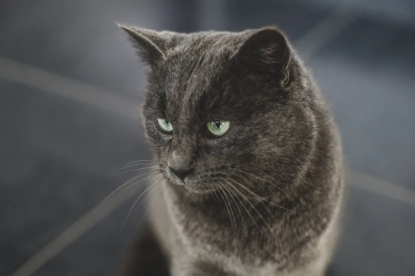 nazarii yurkov xcqbmqdyz50 unsplash