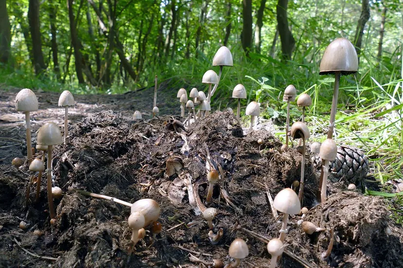 paddenstoel op mest mj breed