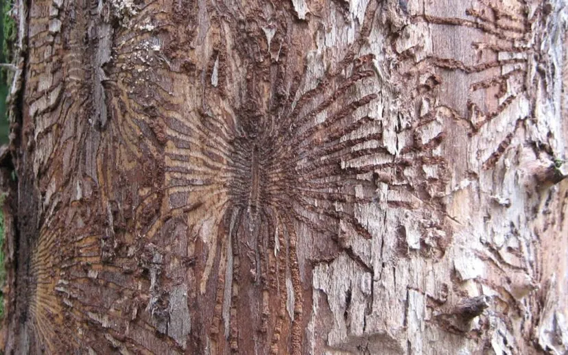 rn beetle galleries wych elm iepziekte wikipedia 915x518 1