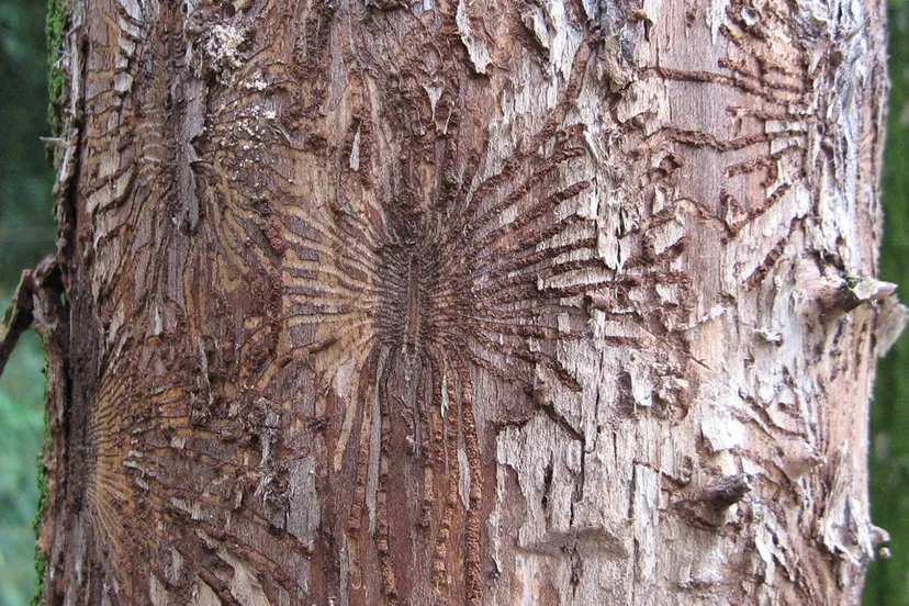 rn beetle galleries wych elm iepziekte wikipedia