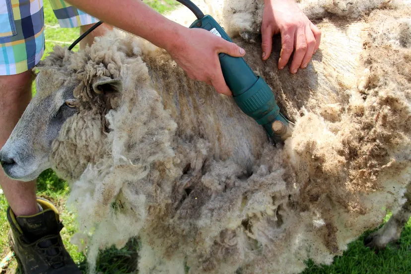 schaap scheren 4