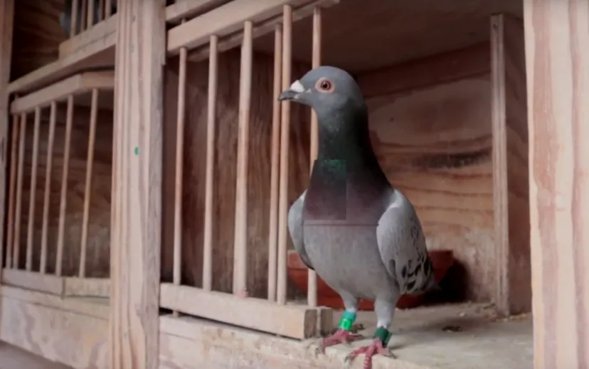 schermafbeelding 2019 08 22 om 131341 915x518