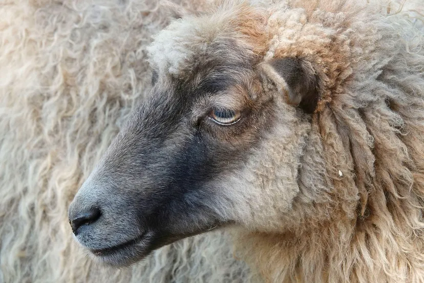 sheep head 3743000 1280