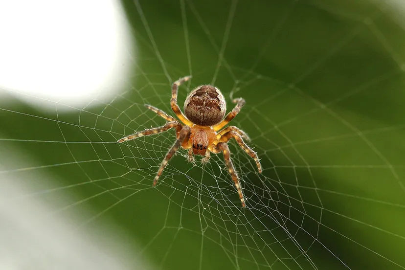 spider 918485 1920 pixa