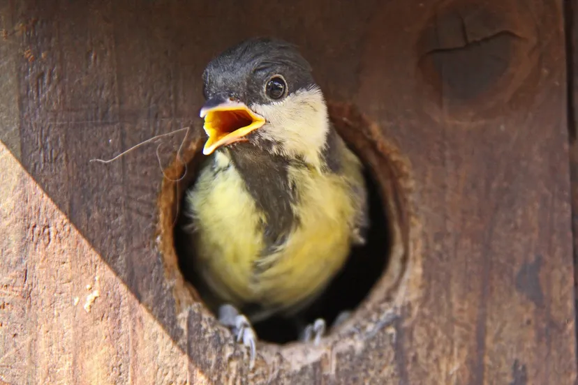 start nationale tuinonderzoek natuurmonumenten koolmees