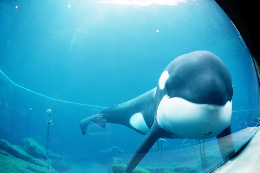 straight on medium shot of keiko the killer whale and star of the film free 4716c1