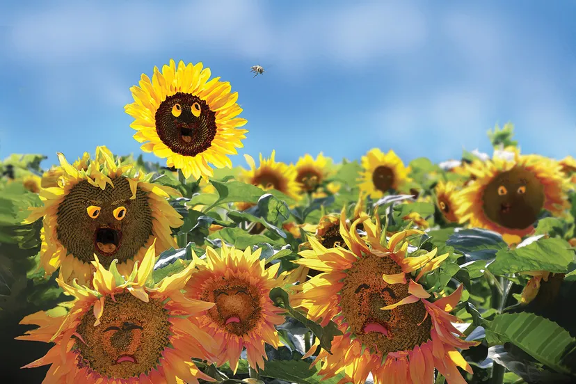 sunflowers 5869600 1920