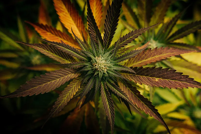 tim foster a razgie2pa unsplash kopieren