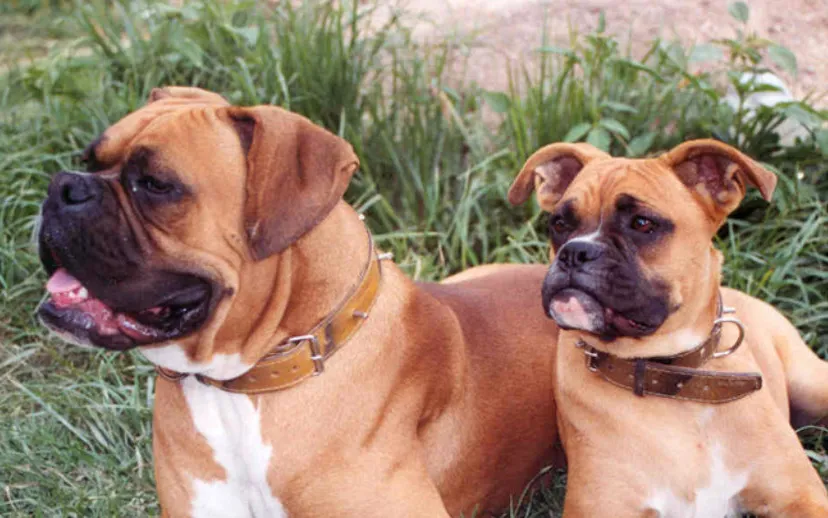two boxer dogs 2004 wiki 915x518