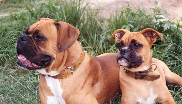 two boxer dogs 2004 wiki